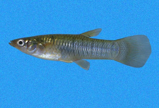 (Poeciliopsis) Род ПЕЦИЛИОПСЫ 24 вида